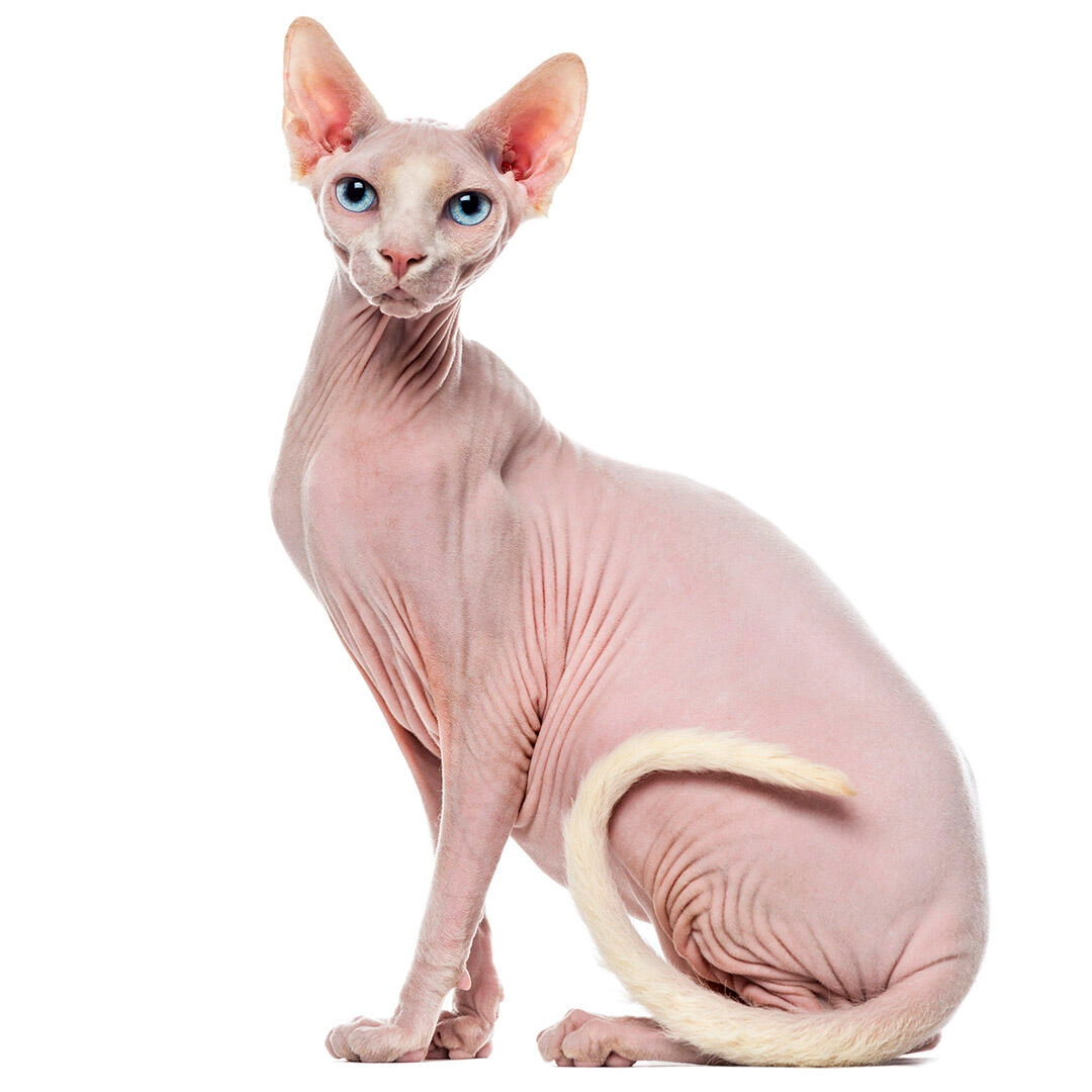 Sphynx Cat